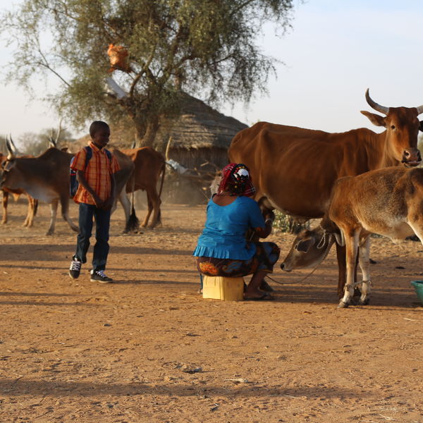 Helping Livestock Herders Modernize and Operate More Professionally